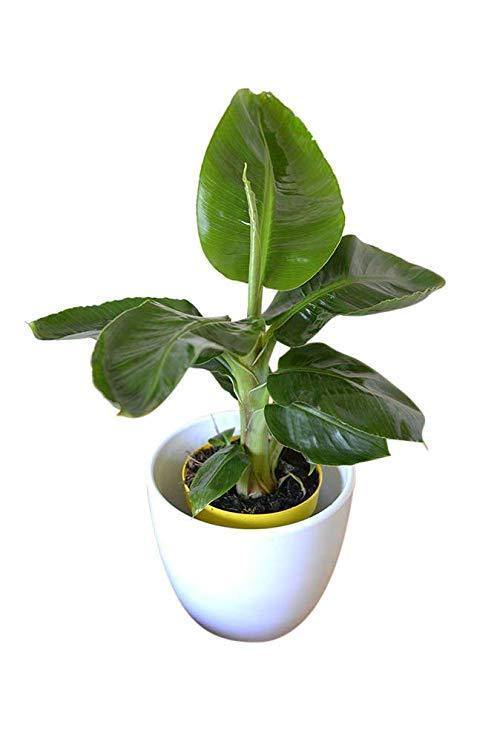 Indoor plants online in dubai-uae-Banana Indoor Small - Indoor Plant