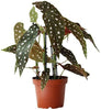 Indoor plants online in dubai-uae-Begonia maculata-Polka dot Begonia