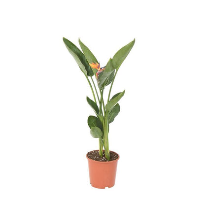 Indoor plants online in dubai-uae-Bird Of Paradise - Strelitzia Reginae