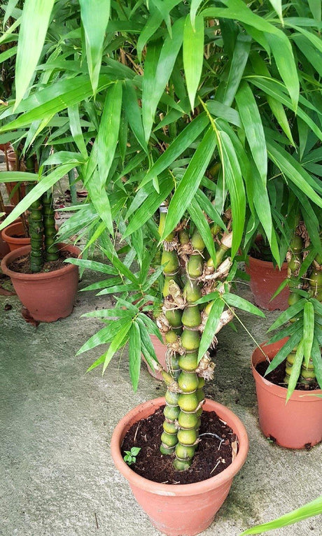 Outdoor plants online in dubai-uae Buddha-Bamboo-Bambusa-ventricosa
