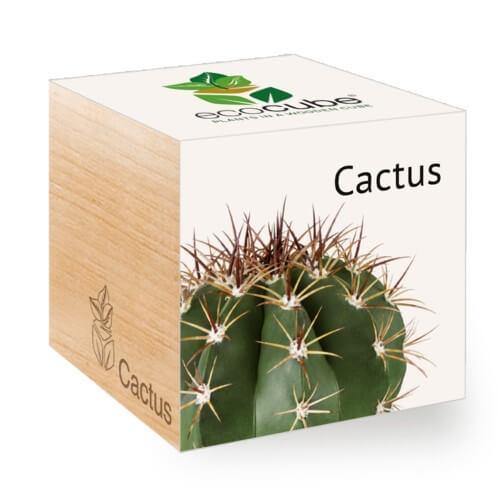 cactus-ecocubes-online-in-dubai-uae