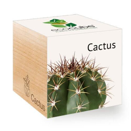 cactus-ecocubes-online-in-dubai-uae