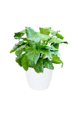 Calathea Network Calathea Muisaca indoor plant with vibrant patterned green leaves, available at Plantsworld.ae