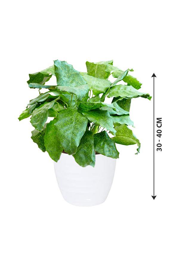 Calathea Network - Muisaca - Calathea Network - Muisaca - Plantsworld.ae