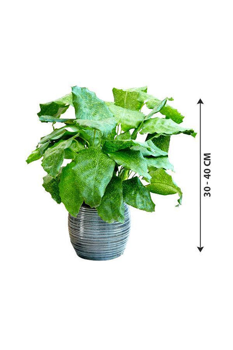 Calathea Network - Muisaca - Calathea Network - Muisaca - Plantsworld.ae