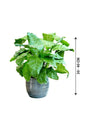 Calathea Network - Muisaca - Calathea Network - Muisaca - Plantsworld.ae