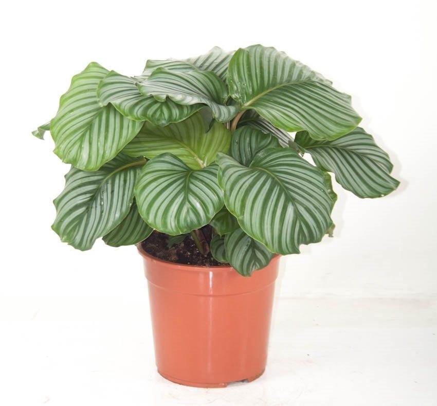 Indoor plants online in dubai-uae-Calathea orbifolia-Prayer Plant