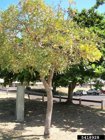 Caribbean Trumpet Tree-Tabebuia Aurea-Tree plant-plantsworld.ae ...
