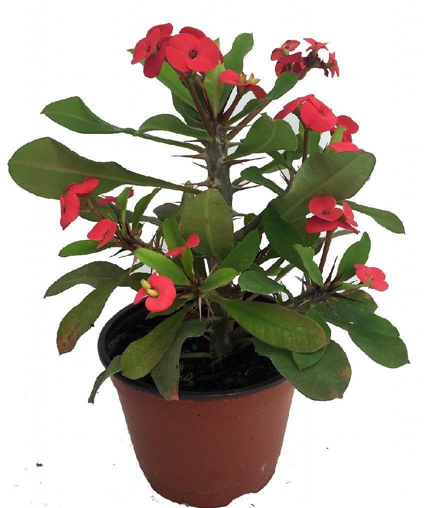 Outdoor plants online in dubai-uae Christ-Plant-Euphorbia-milii