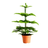 Outdoor plants online in dubai-uae Christmas-Tree-Araucaria-columnaris