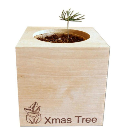 christmas-tree-ecocubes-online-in-dubai-uae