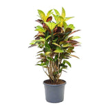 Indoor plants online in dubai-uae-Codiaeum Iceton Croton - Evergreen Indoor Plant