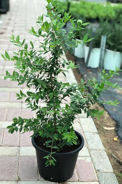 Outdoor plants online in dubai-uae Common-Myrtle-Myrtus