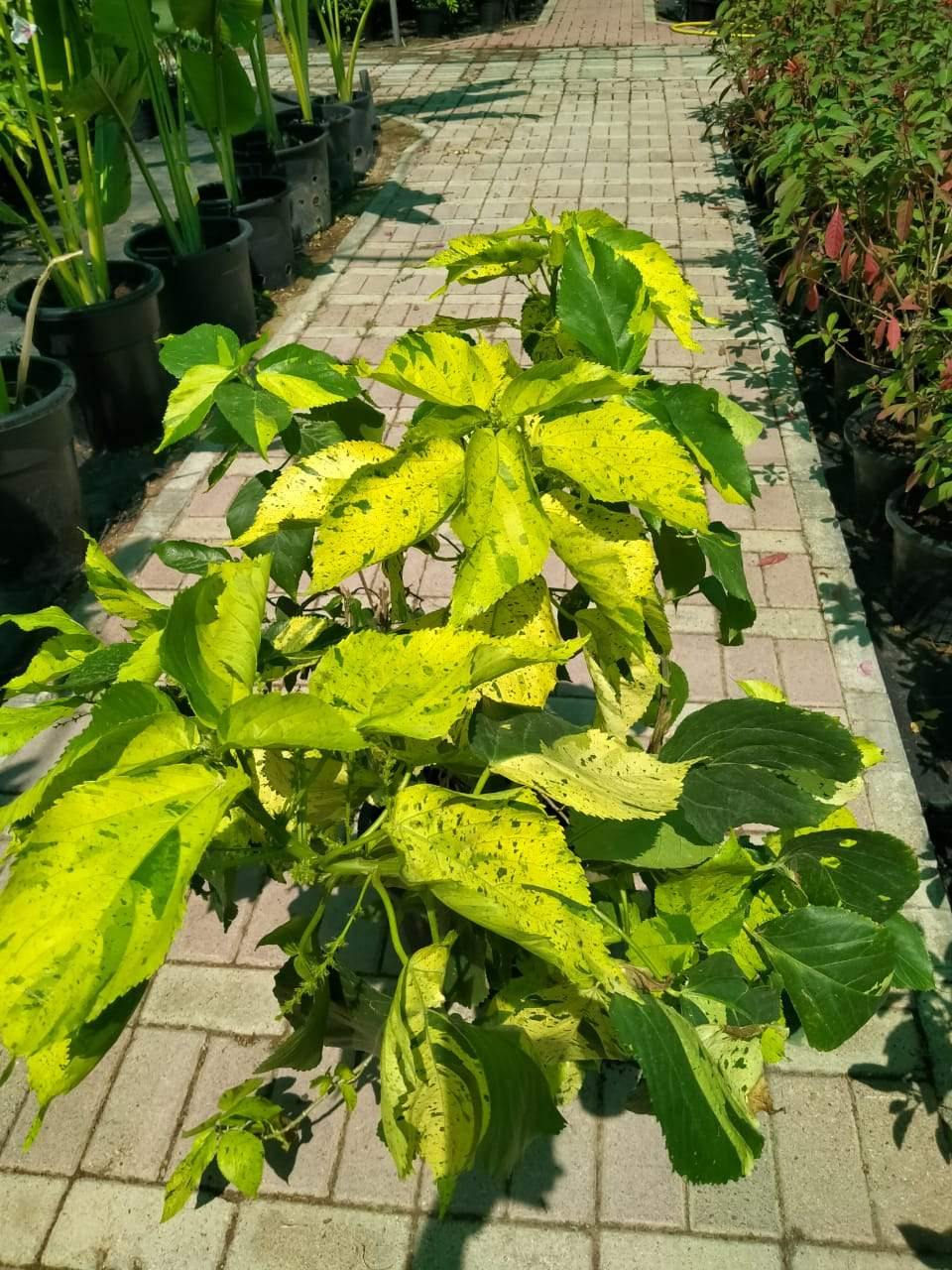 Copper Leaf Green-Acalypha - Plantsworld.ae - {{ varient.name }}
