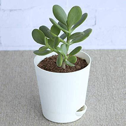 Indoor plants online in dubai-uae-Crassula Ovata - Dollar Plant