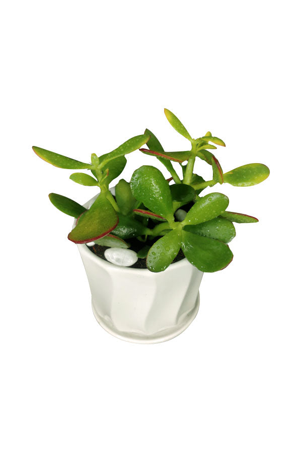 Crassula Ovata-Dollar-Pflanze – Sukkulente – Büro-Tischpflanze
