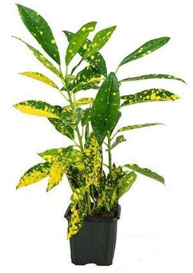 Outdoor plants online in dubai-uae Croton-Gold-Dust-Codiaeum-Variegatum