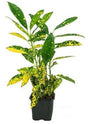 Outdoor plants online in dubai-uae Croton-Gold-Dust-Codiaeum-Variegatum