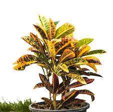 Outdoor plants online in dubai-uae Croton-Outdoor-Codiaeum-variegatum