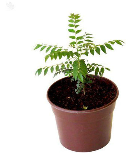 Outdoor plants online in dubai-uae Curry-leaves-Murraya-koenigii