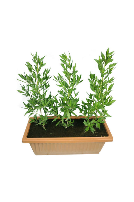 Damas in Rectangular Pot