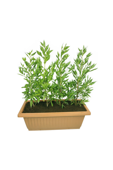 Damas in Rectangular Pot