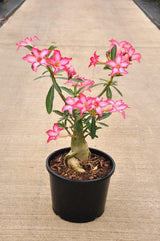Outdoor plants online in dubai-uae Desert-Rose-Adenium-obesum