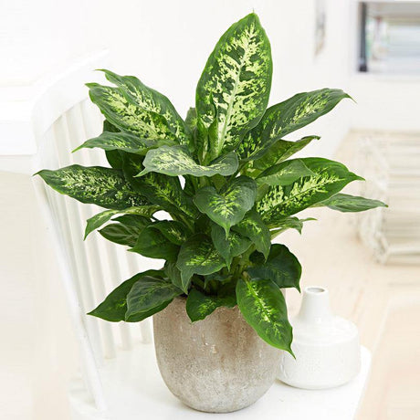 Indoor plants online in dubai-uae-Dieffenbachia Compacta - Dieffenbachia Seguine