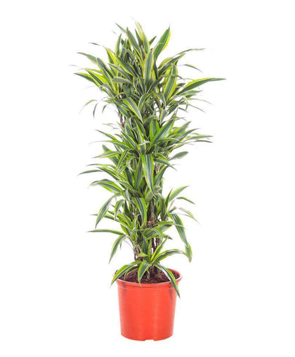 Dracaena Lemon Lime - Lemon Lime plant - Plantsworld.ae - {{ varient.name }}