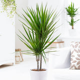 Indoor plants online in dubai-uae-Dracaena Marginata Small - low light evergreen plant