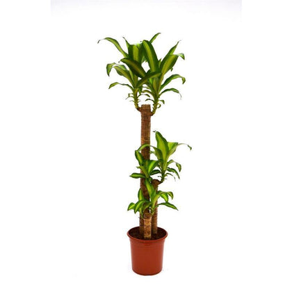 Indoor plants online in dubai-uae-Dracaena Massangeana - Dracaena Fragrans