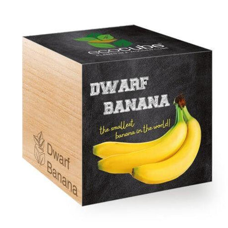 dwarf-banana-ecocubes-online-in-dubai-uae