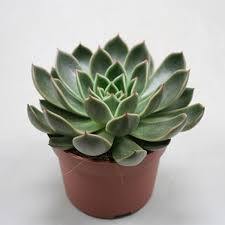 Indoor plants online in dubai-uae-Echeveria OVR - Evergreen Succulent