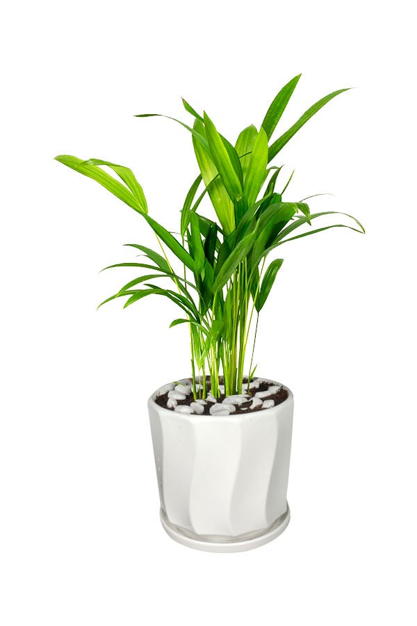 Areca Small – Tischpflanze für das Büro