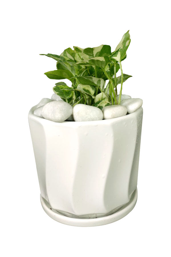 Njoy Plant - Office Table Top Plant