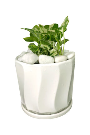 Njoy Plant – Office Table Top Plant with Variegated Green Foliage for Desk Decor