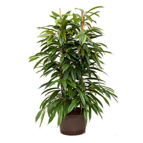 Ficus Amstel King - Ficus Alii Tree - Plantsworld.ae - {{ varient.name }}