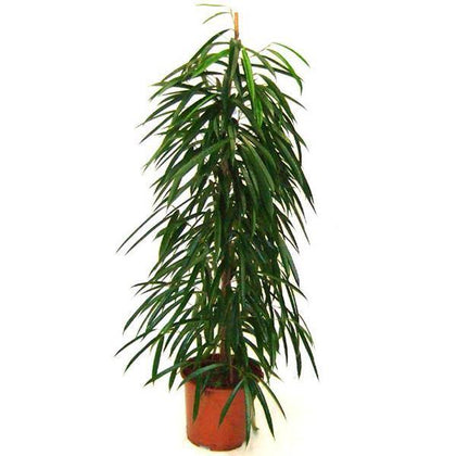 Ficus Amstel Queen - Ficus Plant - Plantsworld.ae - {{ varient.name }}