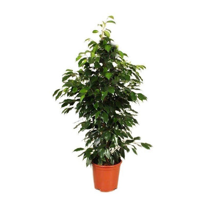 Indoor plants online in dubai-uae-Ficus Benjamina - Weeping Fig