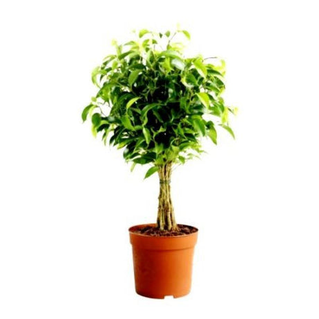 Outdoor plants online in dubai-uae Ficus-Panda-Ficus-retusa