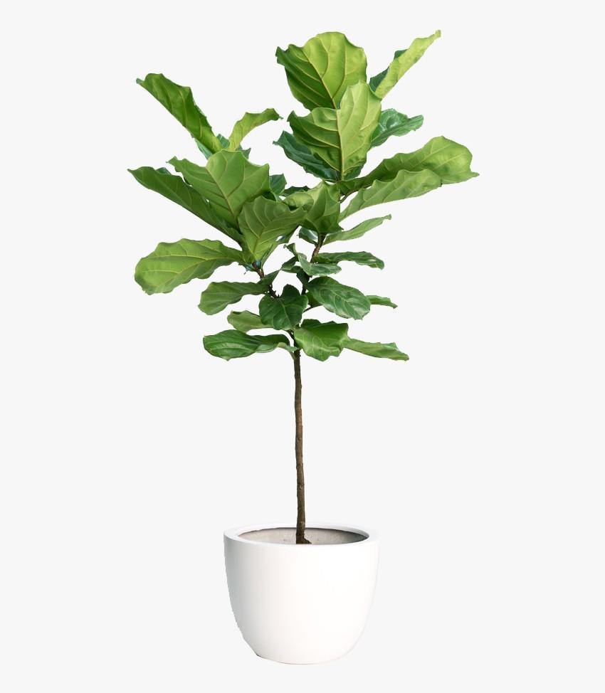 Indoor plants online in dubai-uae-Fiddle Leaf Fig Branched - Ficus lyrata