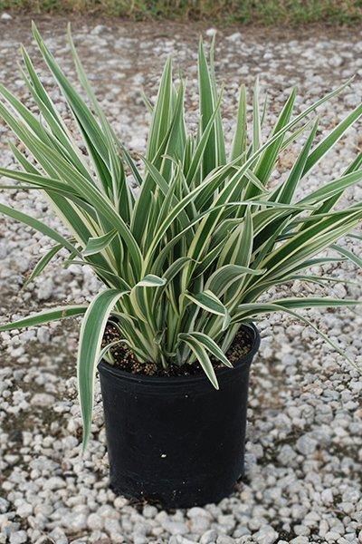 Outdoor plants online in dubai-uae Flax-lilies-Dianella