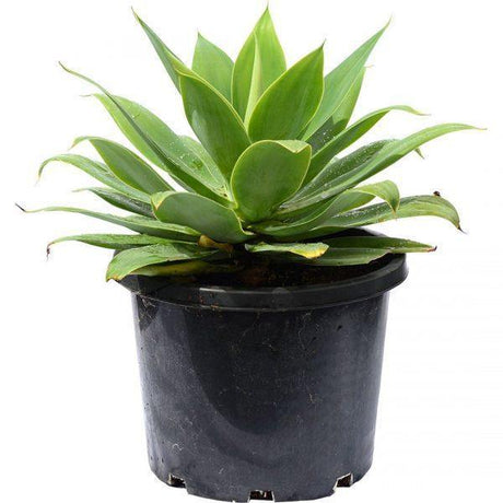 Outdoor plants online in dubai-uae Foxtail-Agave-Agave-attenuata