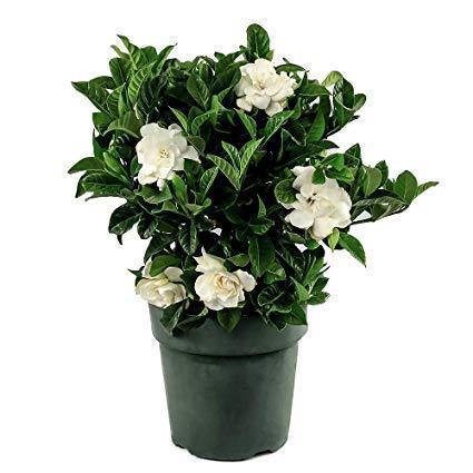 Outdoor plants online in dubai-uae Gardenia-Cape-jasmine