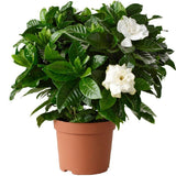 Indoor plants online in dubai-uae-Gardenia - Cape Jasmine