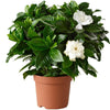 Indoor plants online in dubai-uae-Gardenia - Cape Jasmine