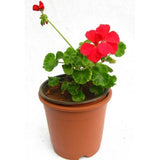 Outdoor plants online in dubai-uae Geranium-Pelargonium