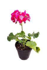 Geranium - Pelargonium - Outdoor Flowering Plant
