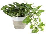 Indoor plants online in dubai-uae-Golden Pothos - Scindapsus Aureus