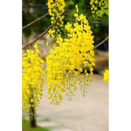Outdoor plants online in dubai-uae Golden-Shower-Tree-Cassia-fistula